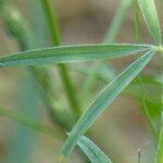 Trifolium angustifolium Blad