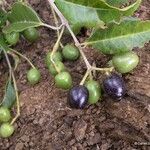 Olea paniculata Fruto