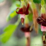 Ribes roezlii Flower