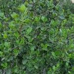 Rhamnus alaternusFolla