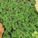 Azolla filiculoides برگ