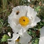 Argemone albiflora Квітка