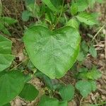 Cissampelos pareira Leaf