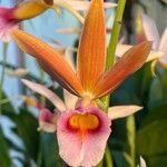 Phaius tankervilleae Květ