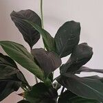 Spathiphyllum floribundum Folha