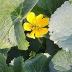 Ranunculus thora Flower