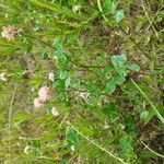 Trifolium hybridum Other