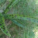 Dactylorhiza fuchsii Leaf