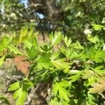Sorbus mougeotii Hoja