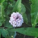 Persicaria bistorta Flower