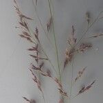 Eragrostis lappula Flower