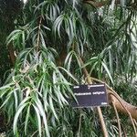 Podocarpus salignus Blad