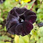 Petunia spp. Flors