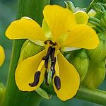 Senna marilandica 花