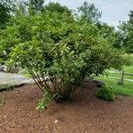 Cornus sericea Alkat (teljes növény)