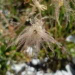 Geum montanum Frutto