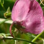 Lathyrus tuberosus 花