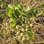 Ipomoea spathulata Плід