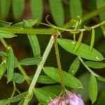 Vicia pubescens ᱵᱟᱦᱟ