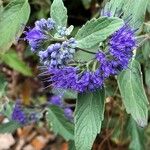 Caryopteris × clandonensis Çiçek