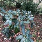 Rhododendron grande Yaprak