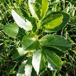 Vicia faba Leaf