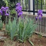 Iris × germanica Floare