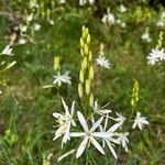 Anthericum liliagoŽiedas