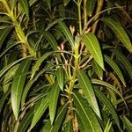 Nerium oleander Yaprak