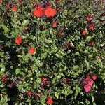 Salvia microphyllaFlower