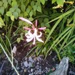 Nerine undulata Leaf