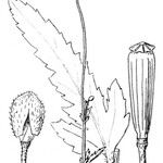 Papaver pinnatifidum 其他