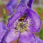 Aconitum napellusKvět