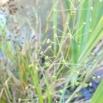 Alisma plantago-aquatica Flors