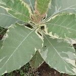 Nicotiana tomentosa Folha