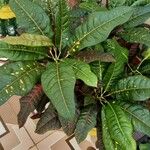 Codiaeum variegatum List