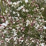 Retama raetam Fleur