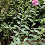 Spiraea salicifolia 形態
