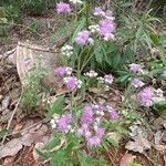 Chromolaena hirsuta Flor