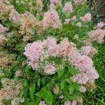 Ceanothus americanus Flor