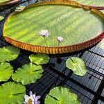 Victoria amazonica Yaprak