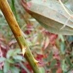 Smilax goyazana Bark