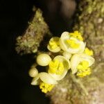 Pera arborea Flower