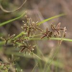 Cyperus pumilus Folio