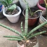 Sansevieria canaliculataFrunză