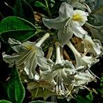 Rhododendron viscosum പുഷ്പം