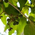 Parthenocissus tricuspidata Fruit