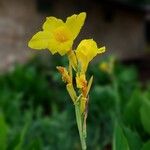 Canna indicaBlüte