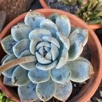 Echeveria laui Hoja
