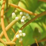 Cassytha filiformis Blomma